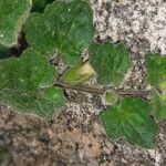 Asarina procumbens Ďalší