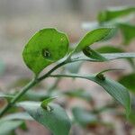 Ruscus hypoglossum Foglia