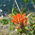 Castilleja hispida 花