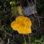 Dolichandra unguis-cati Blomma