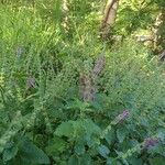 Scutellaria columnae Floro