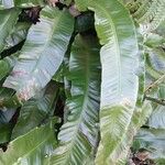 Asplenium scolopendrium Foglia