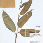 Ischnosiphon puberulus Hoja
