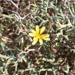 Launaea arborescens പുഷ്പം