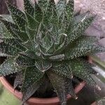 Aloe aristataपत्ता