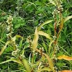 Persicaria lapathifolia Агульны выгляд