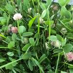 Trifolium fragiferum List