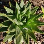 Aloe polyphylla Blad