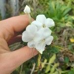 Phlox paniculata 花
