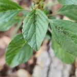 Amaranthus graecizans Foglia