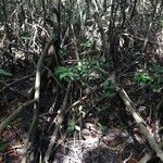 Rhizophora mangle Habitus