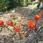 Haemanthus coccineus Floare