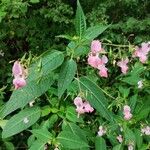 Impatiens glanduliferaFlower