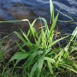 Leersia oryzoides Blad