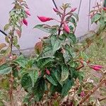 Fuchsia magellanicaList