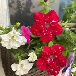 Petunia x atkinsiana പുഷ്പം