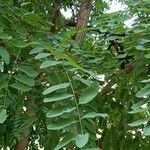 Robinia pseudoacacia Φύλλο