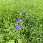 Geranium pratense Žiedas