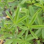 Potentilla reptans 葉
