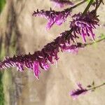 Salvia purpurea 花