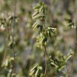 Brickellia californica Flower