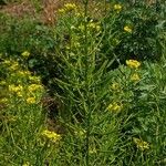 Erysimum cheiranthoides Frucht