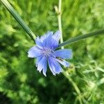 Cichorium intybusBlüte