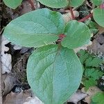 Paeonia corsica Leaf