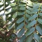 Cordyla africana Leaf