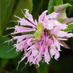 Monarda fistulosa 花