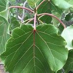 Ficus abutilifolia पत्ता