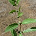 Polysphaeria multiflora Hábito