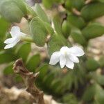 Angraecum aporoides Blomma