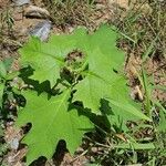 Smallanthus uvedalia Leaf