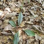 Hieracium venosum Leaf