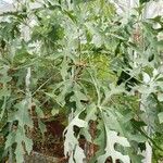 Cussonia paniculata عادت داشتن