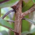 Foetidia mauritiana Bark