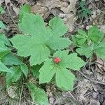 Hydrastis canadensis Fruit