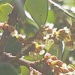Myrsine africana Mosusu