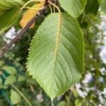 Prunus × yedoensis Лист