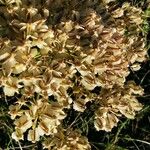 Laserpitium gallicum Λουλούδι