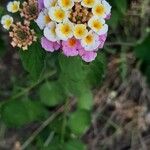 Lantana camaraFlor