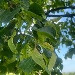 Tilia cordata Leaf