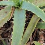 Aloe arborescensপাতা