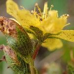 Hypericum richeri Flower