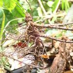 Triplophyllum buchholzii Otro