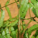 Pentaclethra eetveldeana Bark