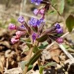 Pulmonaria officinalis Flower