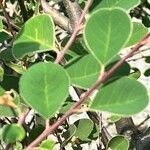 Cotoneaster nummularius Hoja