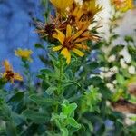 Inula spiraeifolia Virág